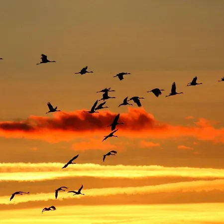 Sturmvogel *